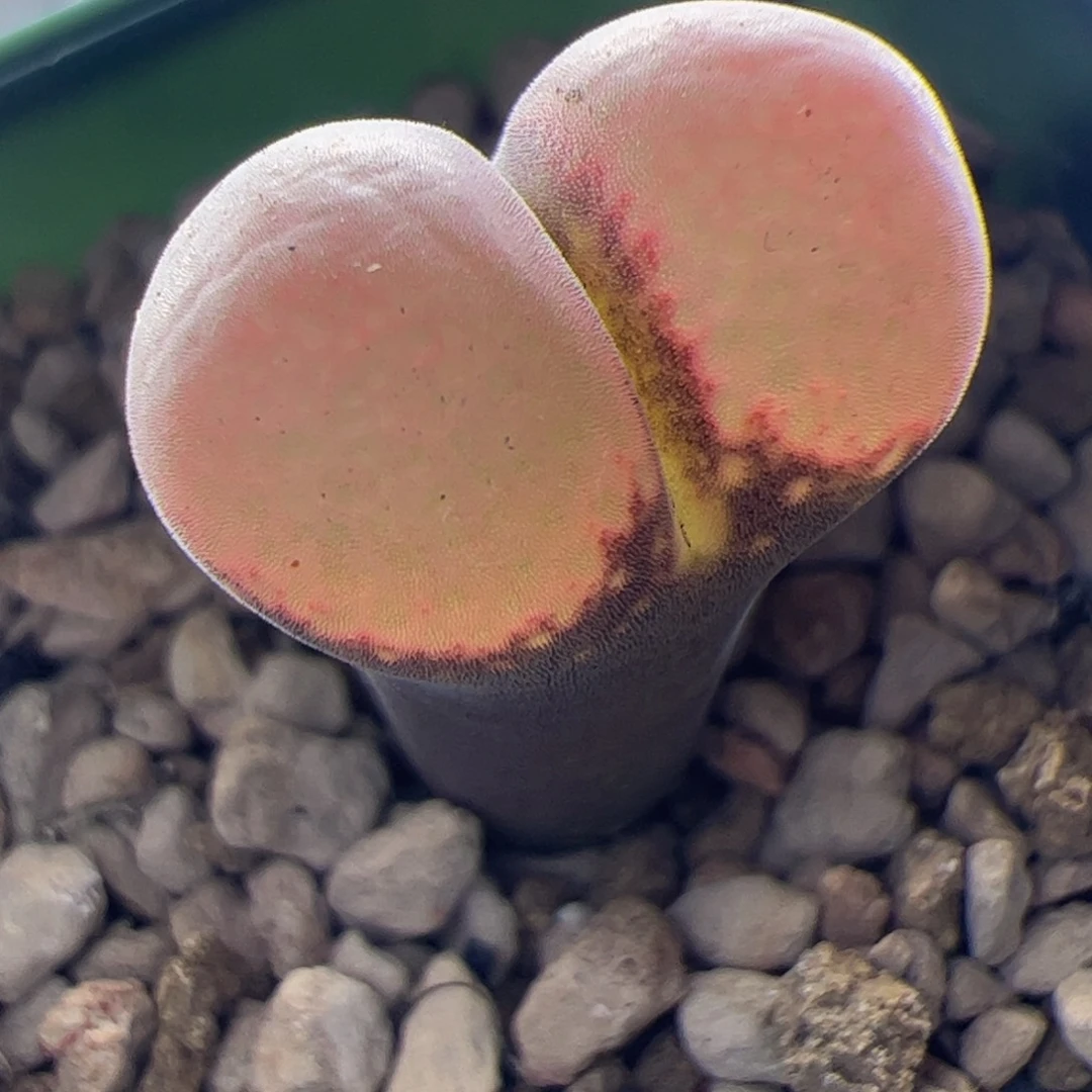 粉c10风铃玉肉锥