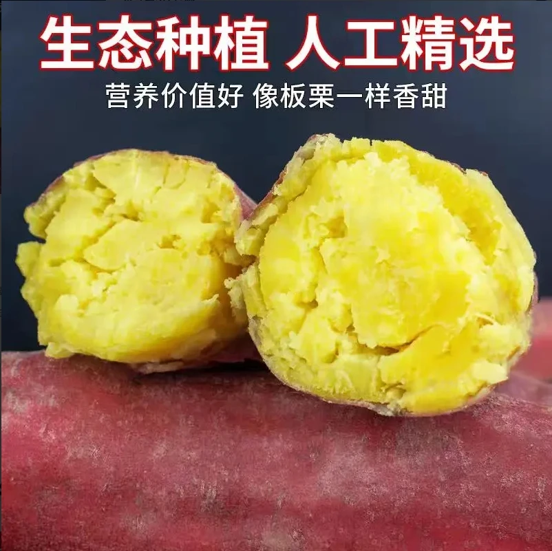 【买3斤送2斤重5斤】新鲜现挖沙地板栗红薯粉糯香甜正宗红薯5斤包邮