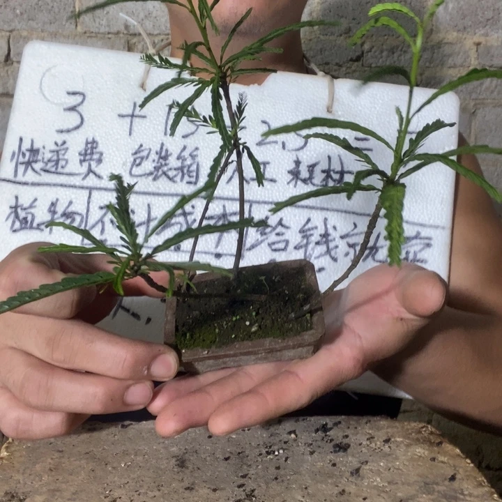 退款拉黑一物一拍243