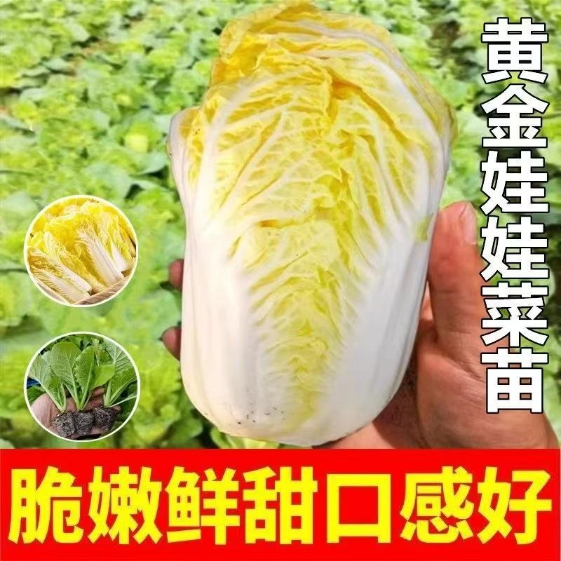 娃娃菜苗秧耐寒黄心娃娃菜阳台庭院四季种植黄金娃娃菜苗籽蔬菜苗