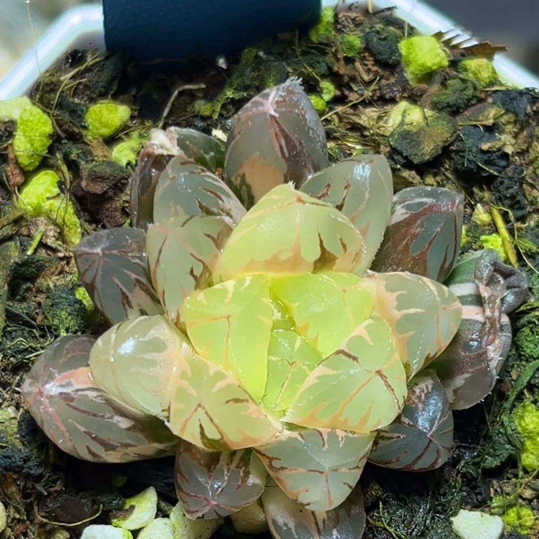 恭喜发财大吉大利0153