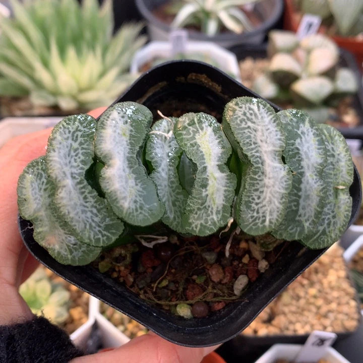 堕落天使玉扇，带盆一起