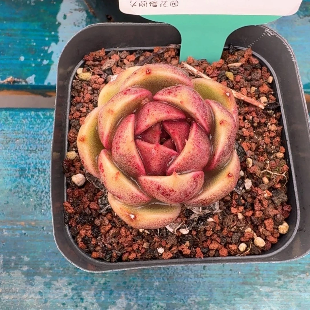 从前慢多肉精选编号0215.102