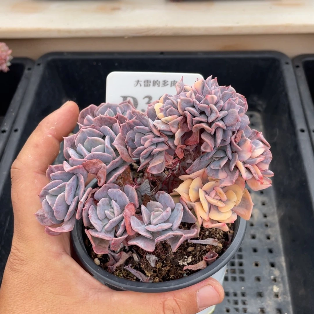 384雪精灵缀不带盆12厘米