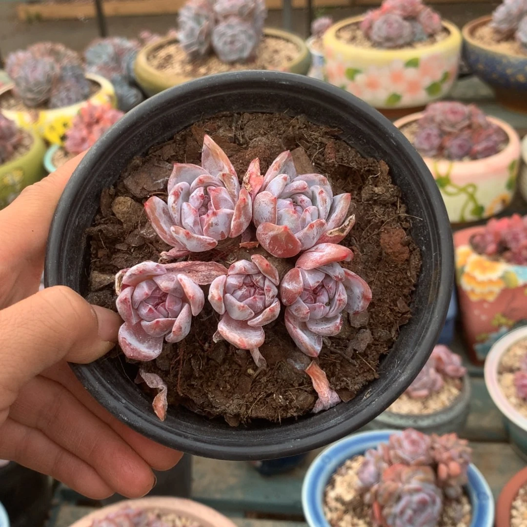 无花朵无砍花花花花花花花花6