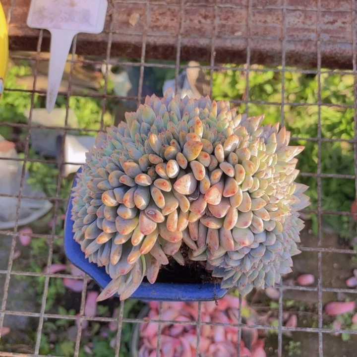 泉水 星影缀化大鸡腿