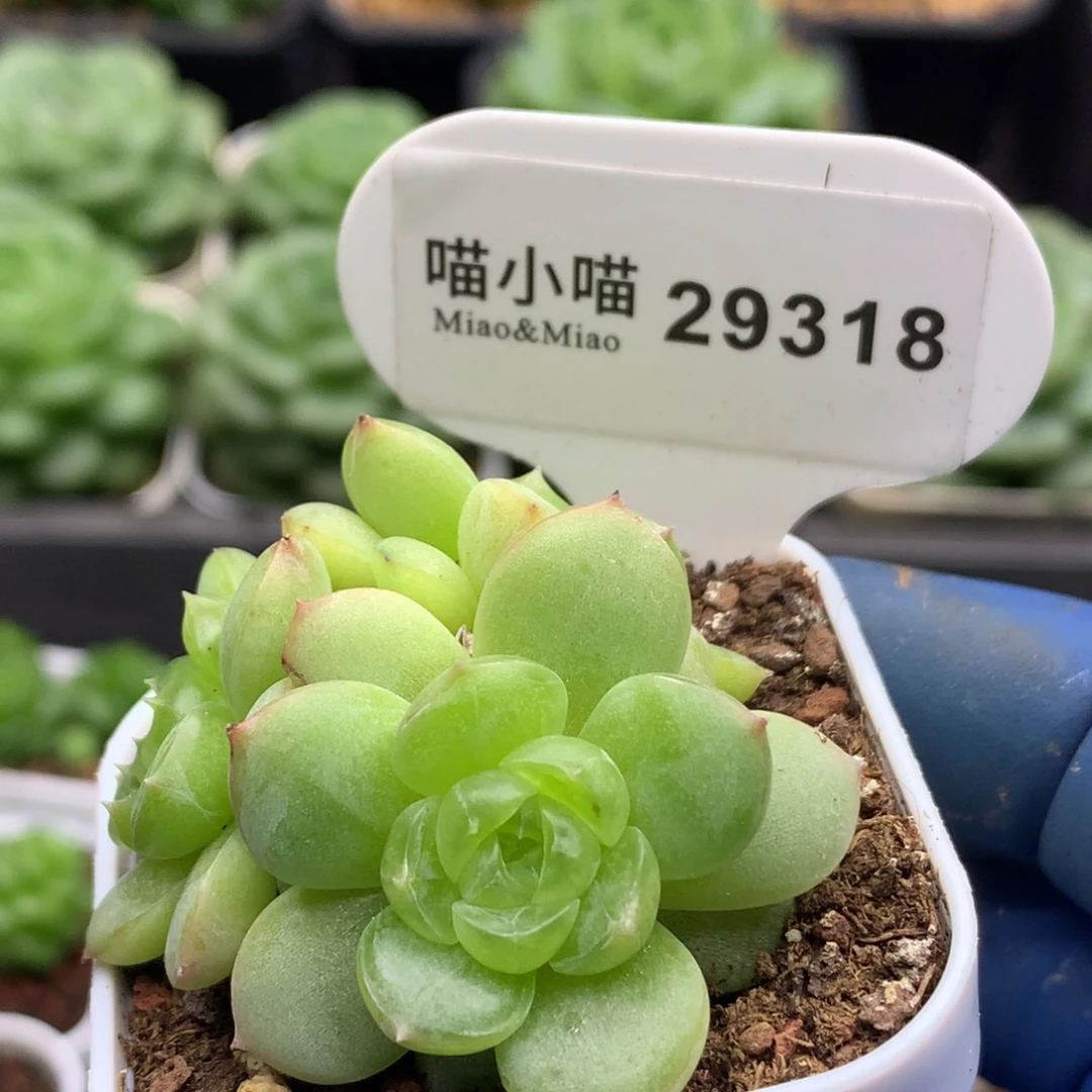 多肉植物杂交珍妮