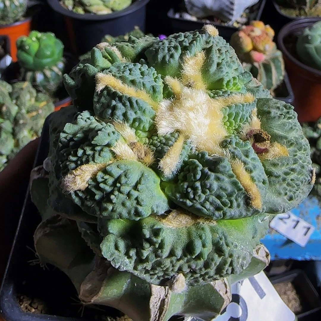 龟甲怒涛151仙人球