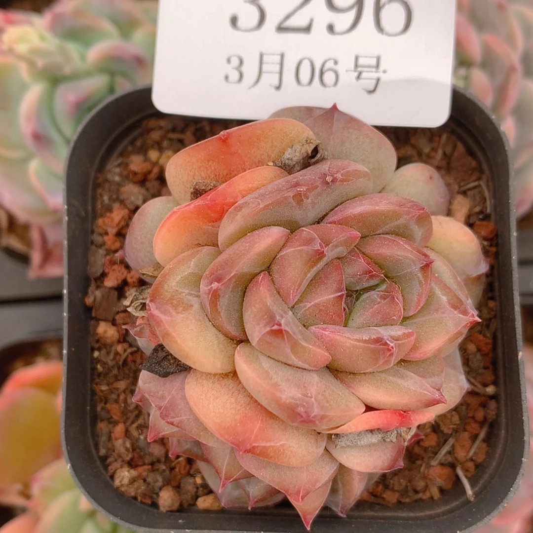 【闪购商品】云3296