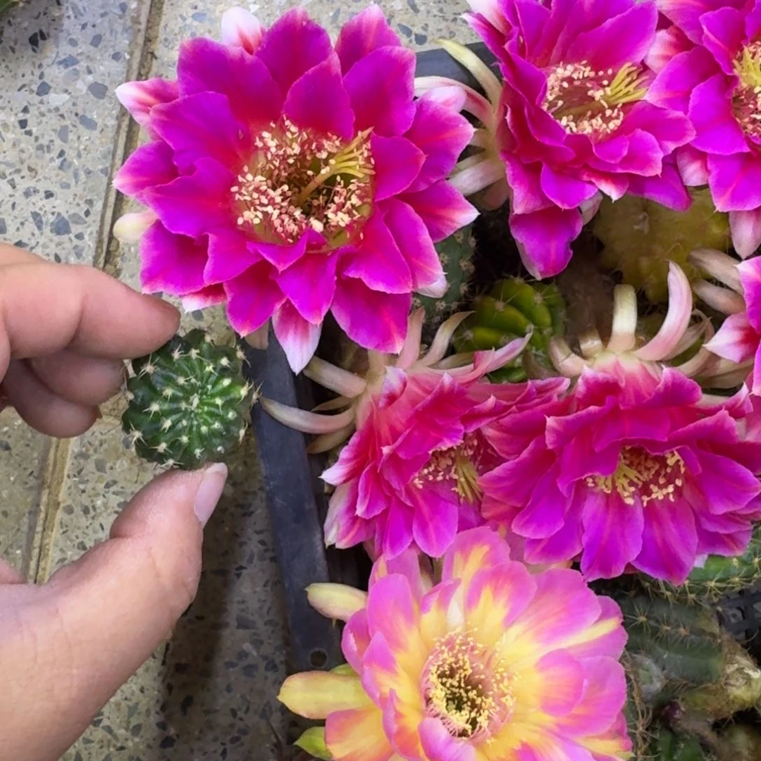 255丽花阿尔特娜歪无根侧牙3公分左右，20包邮