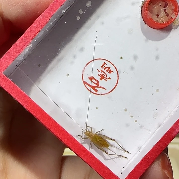 蟋蟀石志明特级大黄蛉一只
