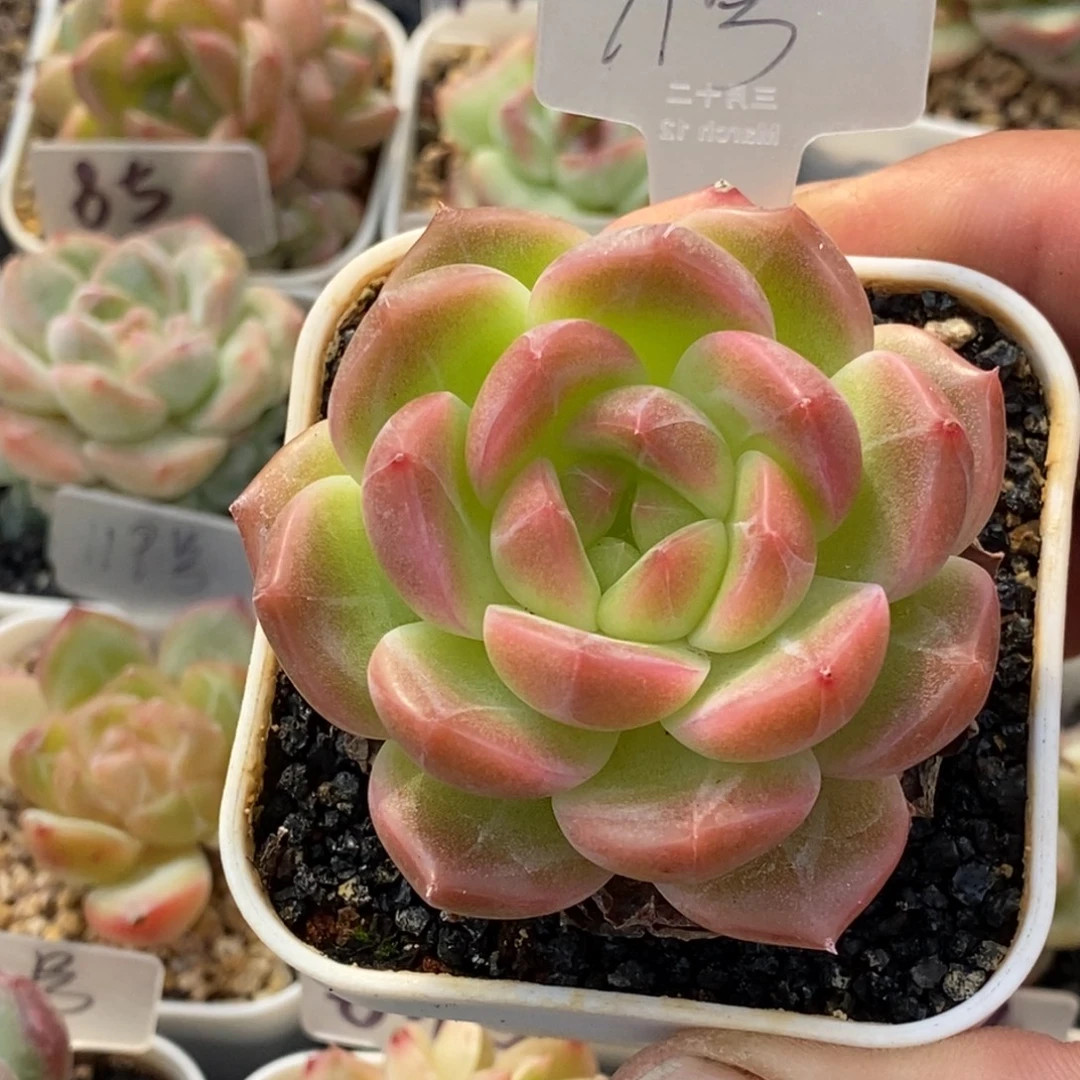 天官赐福百无禁忌