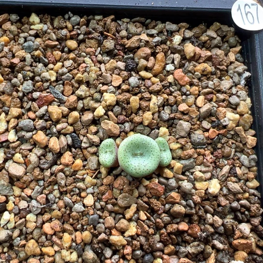 167多肉三头优选酒杯杂一棵