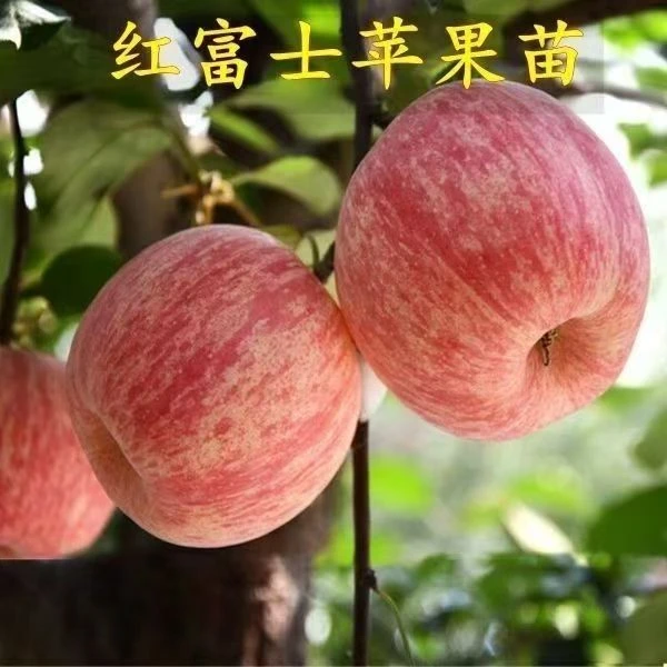 正宗苹果树苗嫁接红富士苹果苗特大糖心地栽盆栽南北方种植果树苗