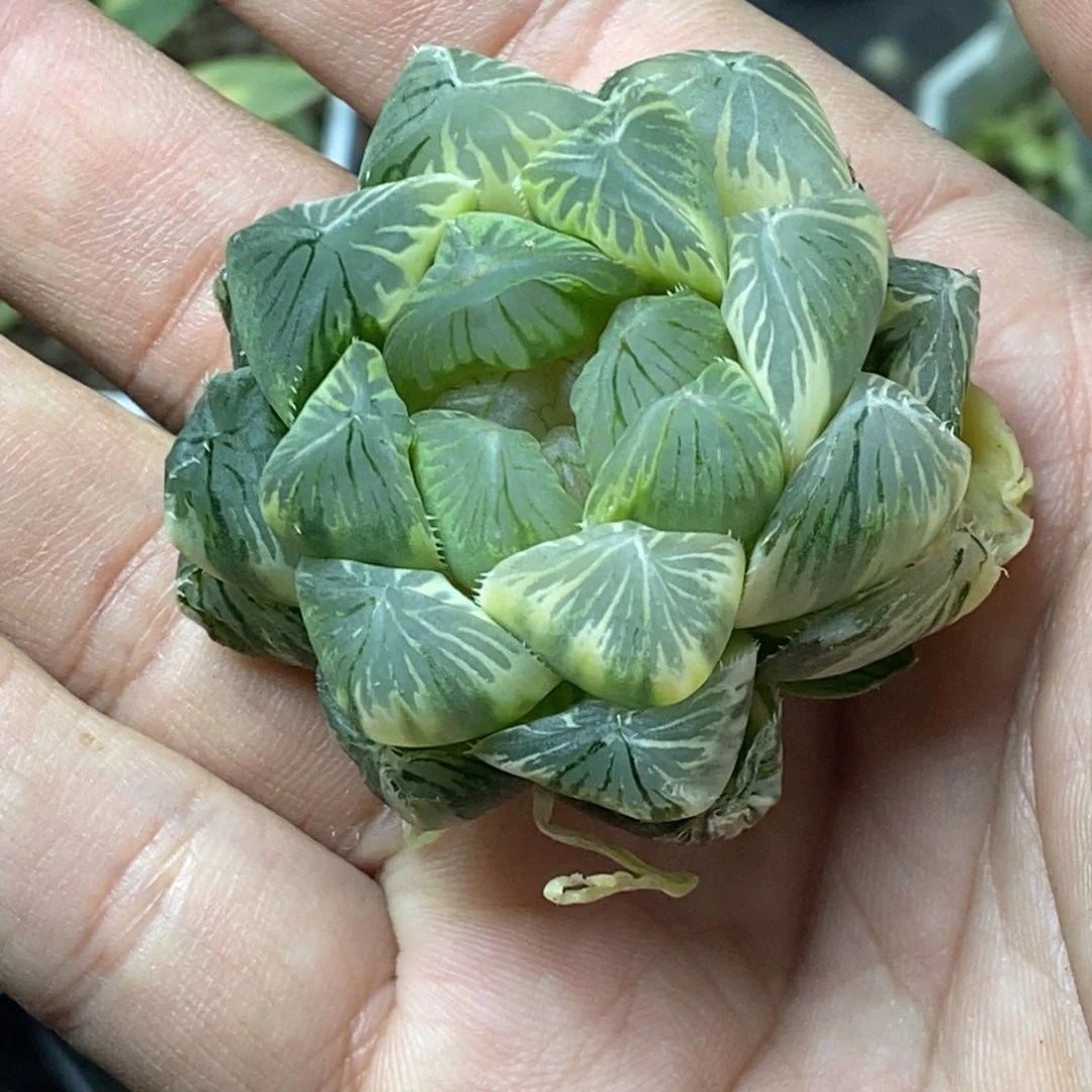 糊斑OM玉露锦一物一拍