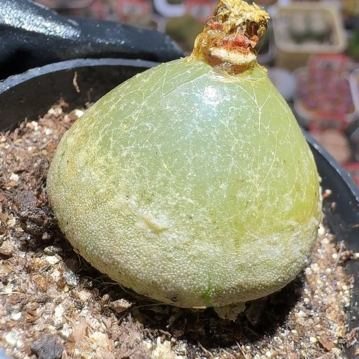 神***西生石花112211。 有干疤。  165