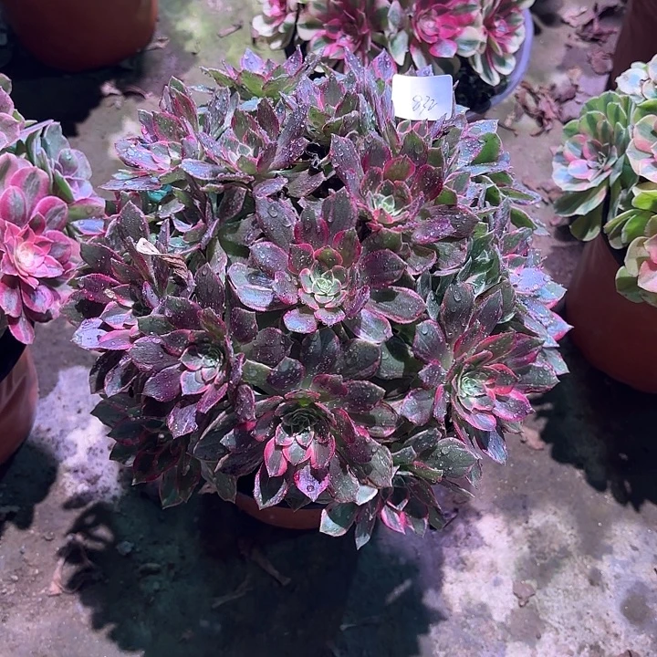 多肉植物万花铜00832