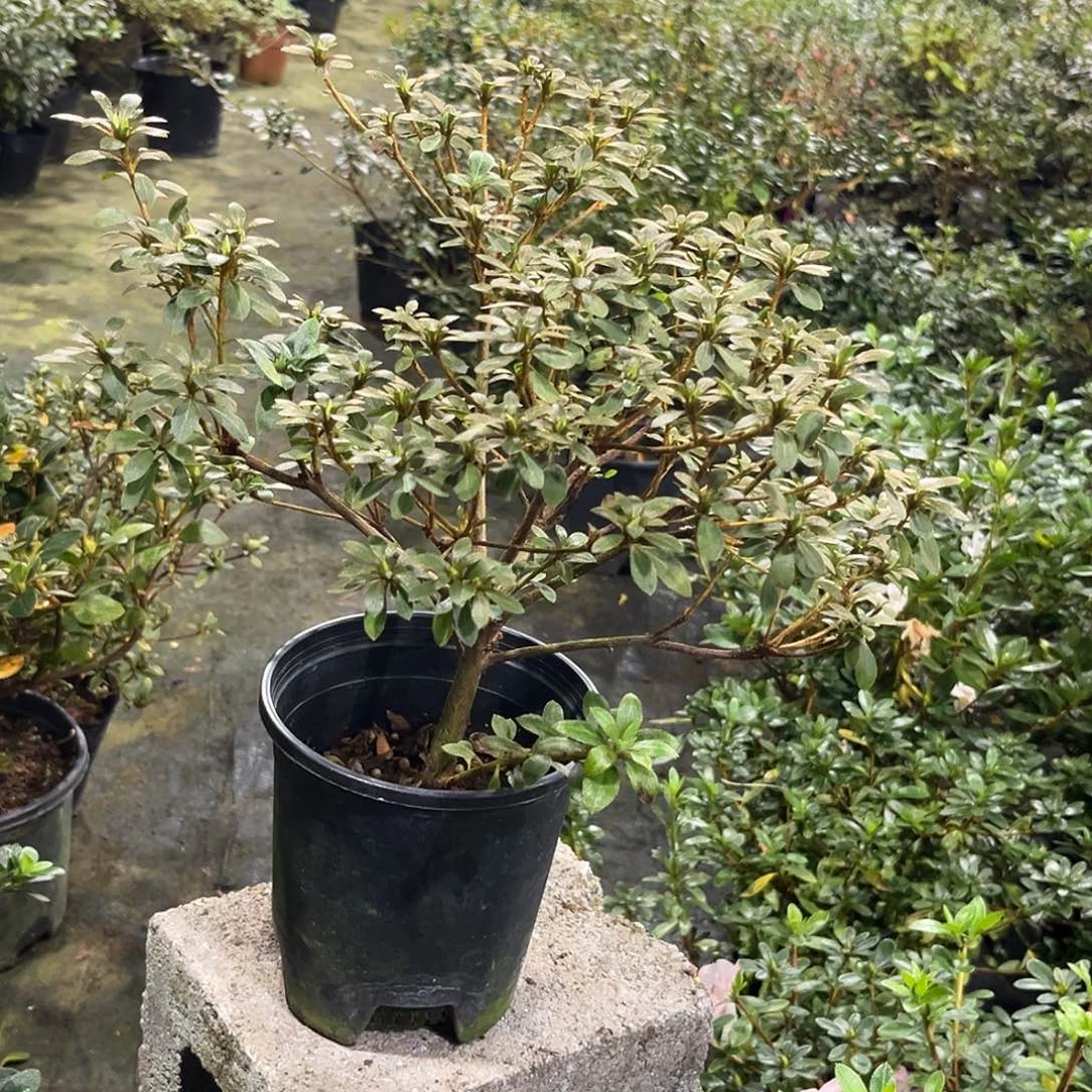 朱***灿完全开放日之丸杜鹃