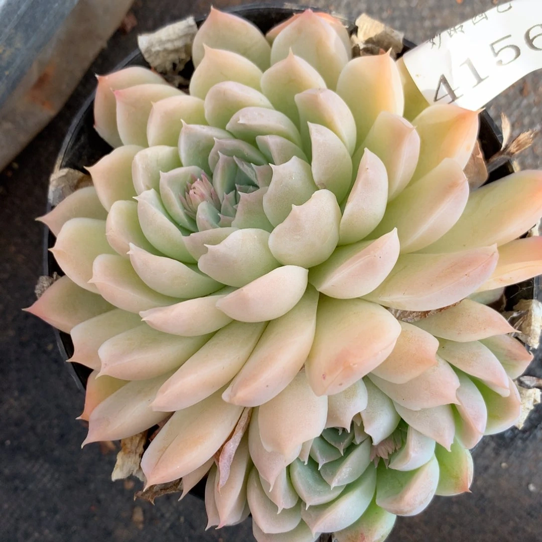 4156杂交多肉植物