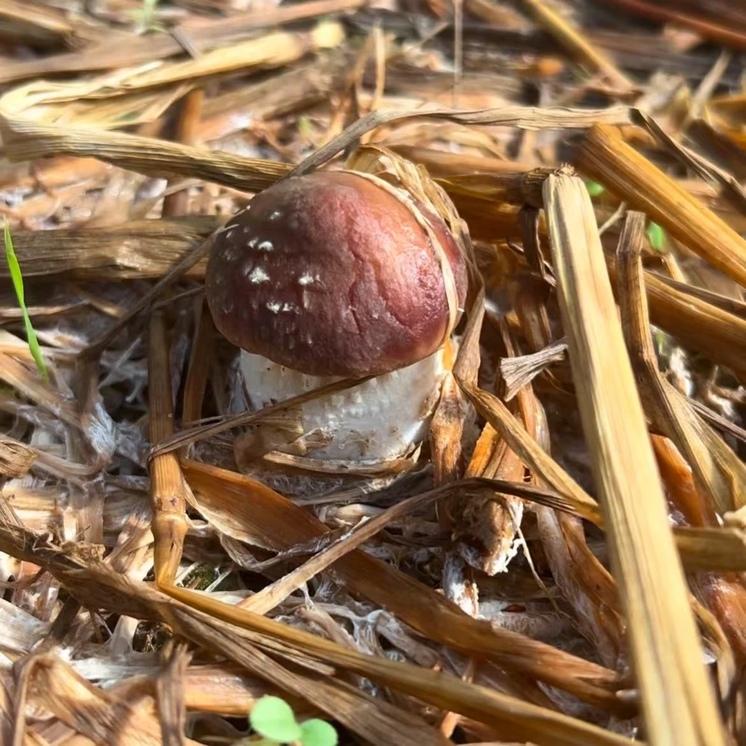 梅关村乡村振兴产品赤松茸