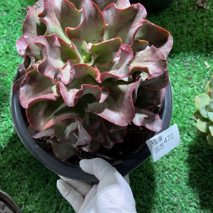 生****里470原始初吻多肉植物手捧