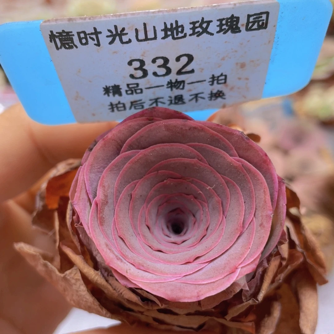 山地玫瑰332裸根发货不售后