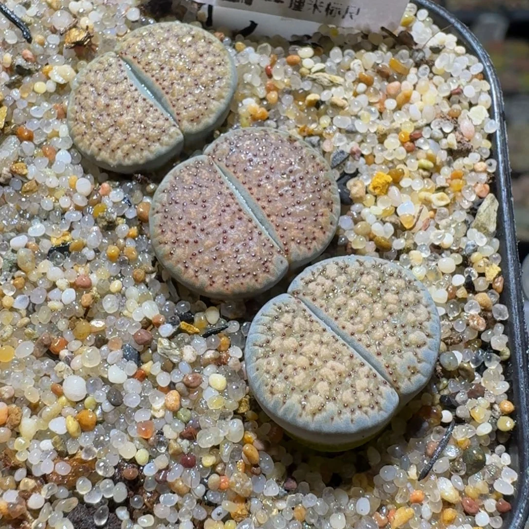 Ssss精品生石花915