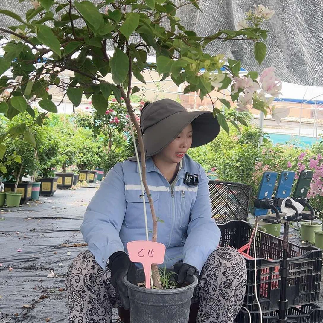 樱***子大部分开放少量花苞C15广红樱