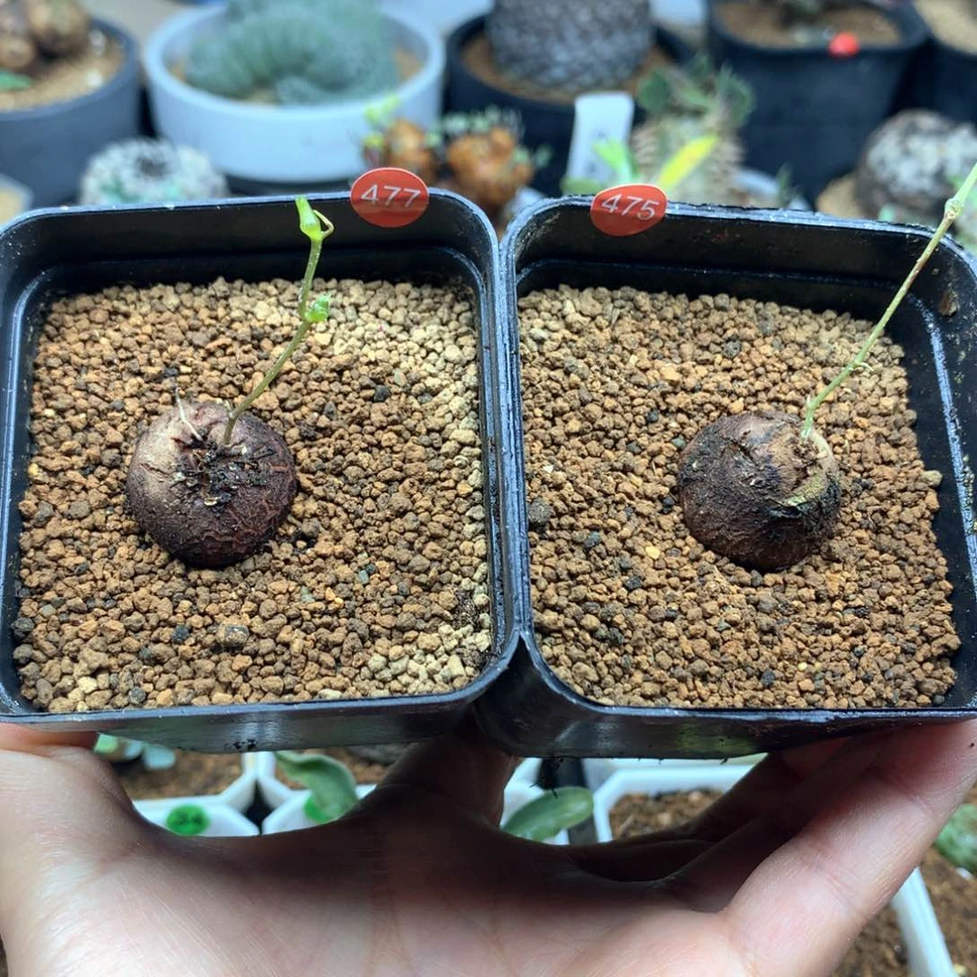 南非龟甲龙带盆发货