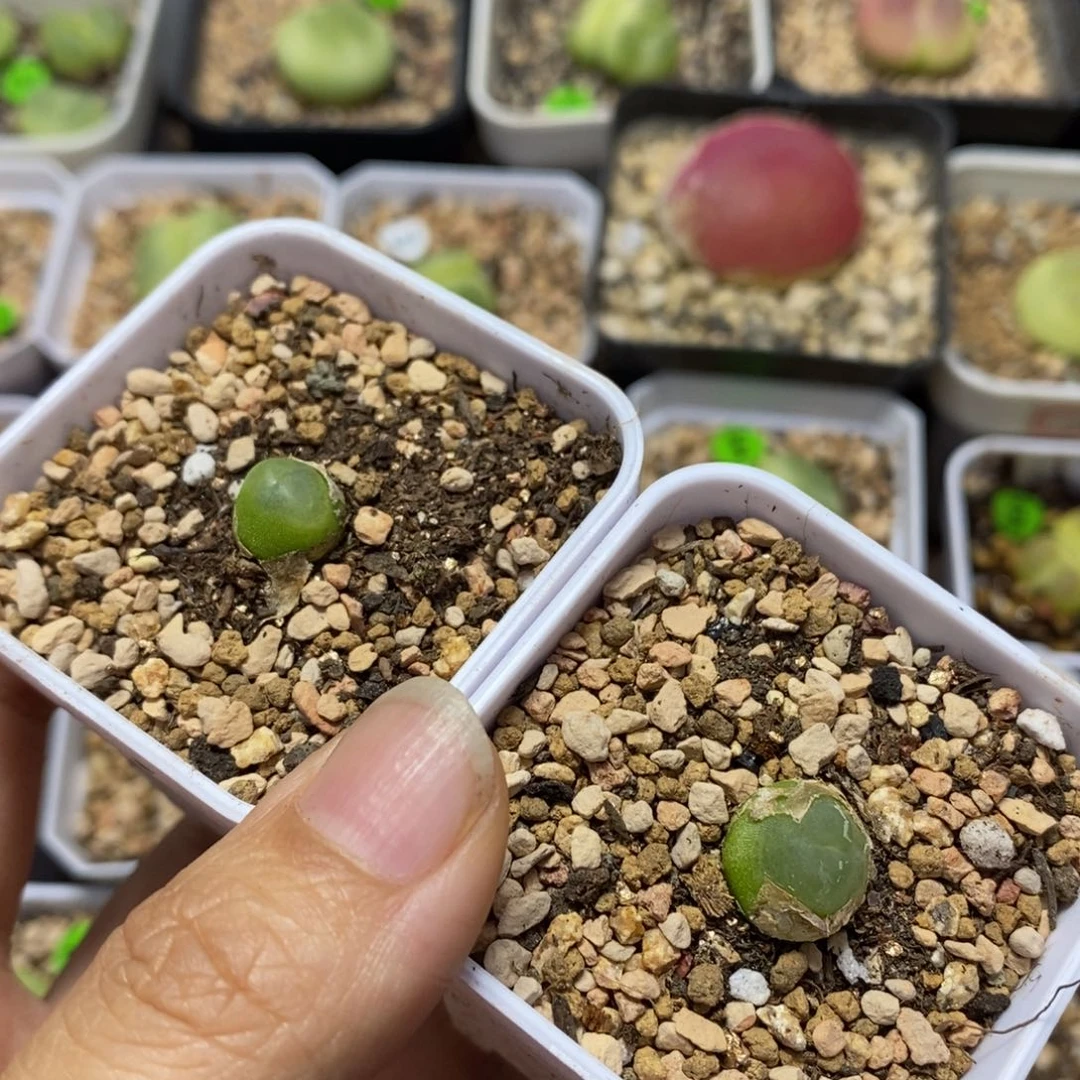 脱土两颗拉登0.9-1.2cm多肉