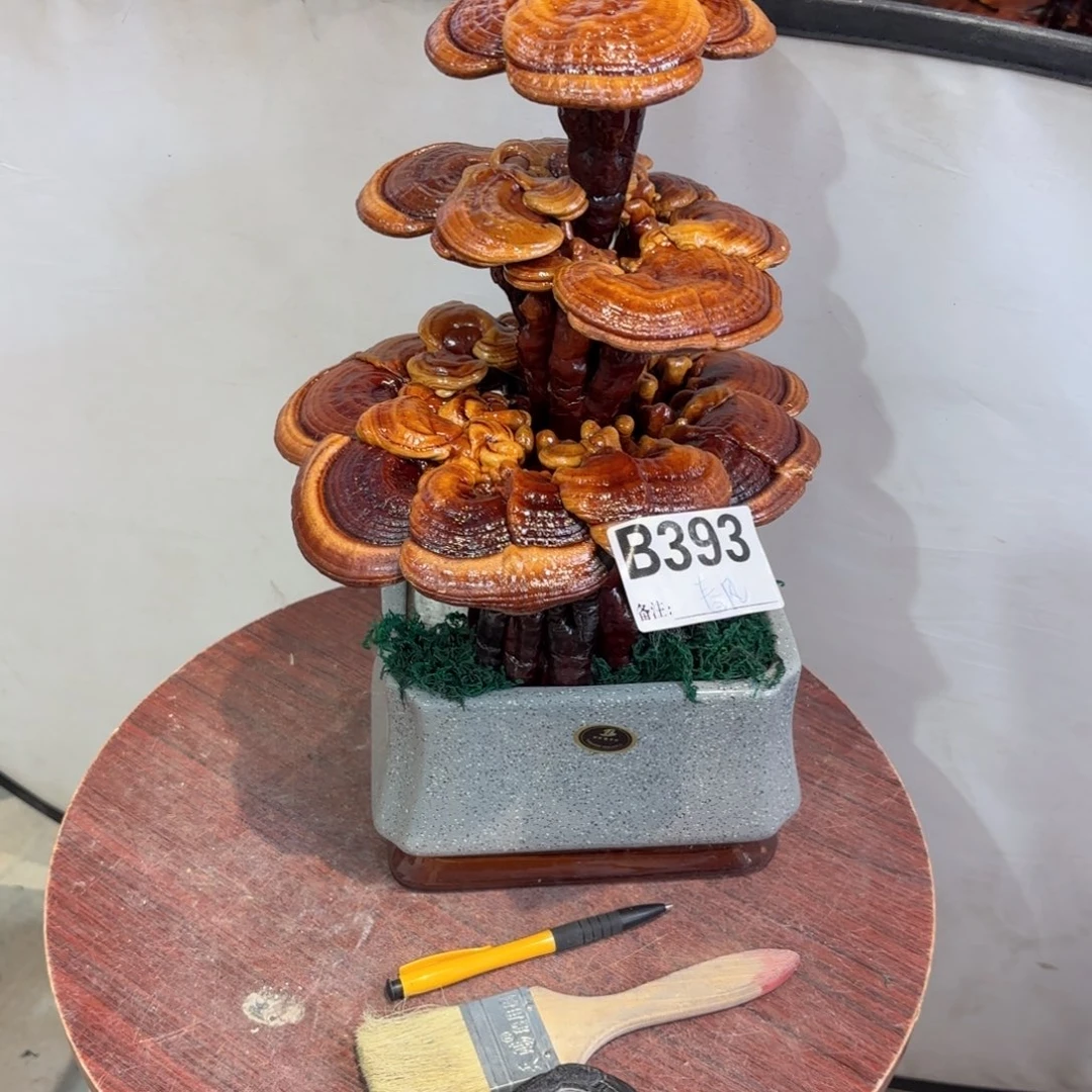 ꧁***꧂灵芝8888888888888888