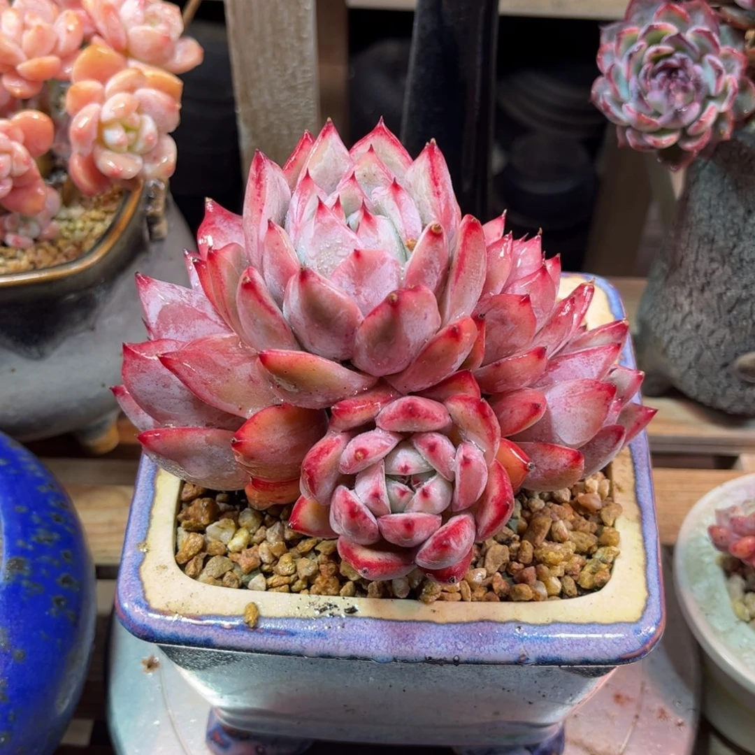 白卡duiceyunvnvlvlvn