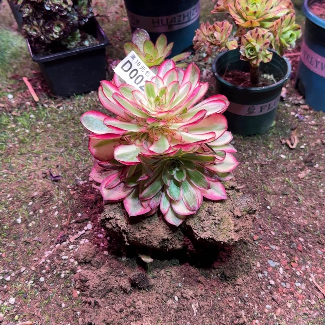 荔枝002号地载多肉