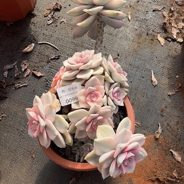 龙***紫乐锦大群，一物一拍