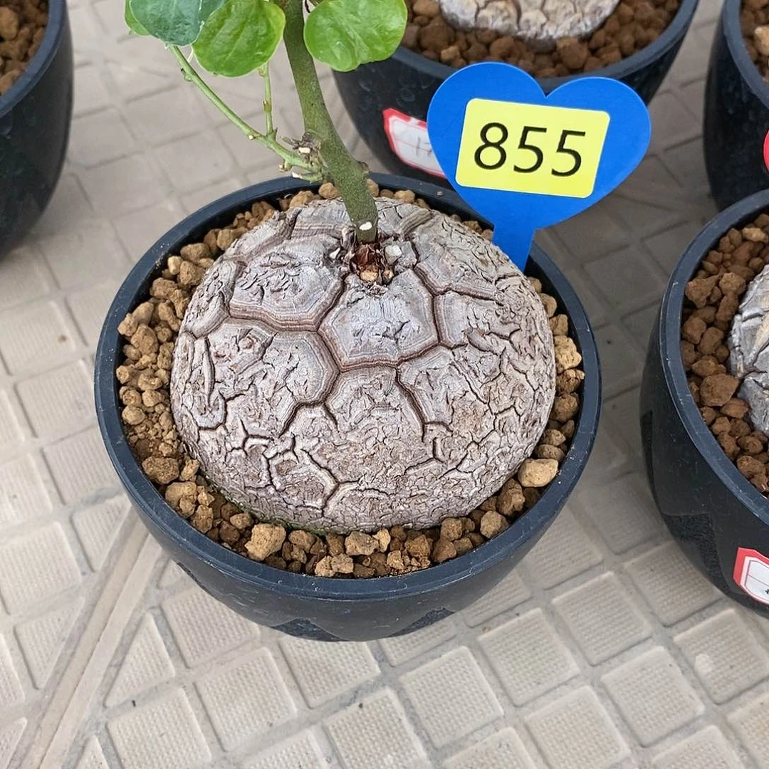 叶*南非龟甲龙龟甲龙