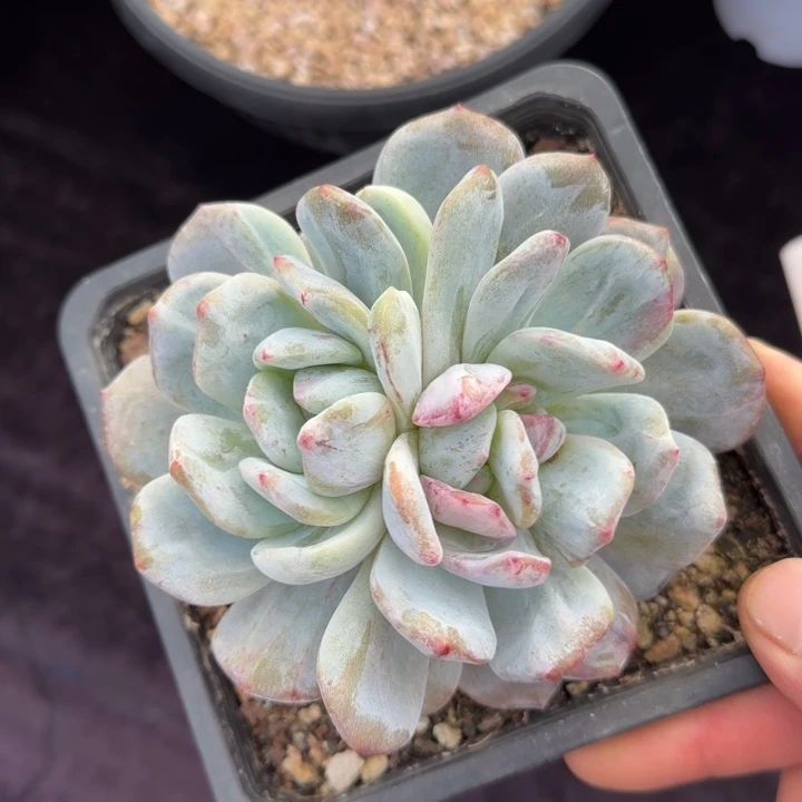 13厘米的尺寸一物一拍都