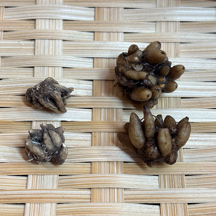 深山现收大自然 喵喵草  爪爪分明 250克/500克