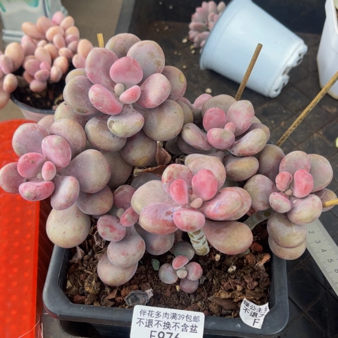 976-大球腰子蛋多肉15cm