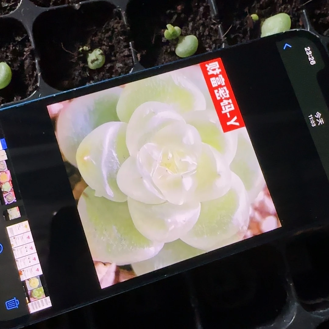 1971旺财 甜心芝麻苗一个满25包邮