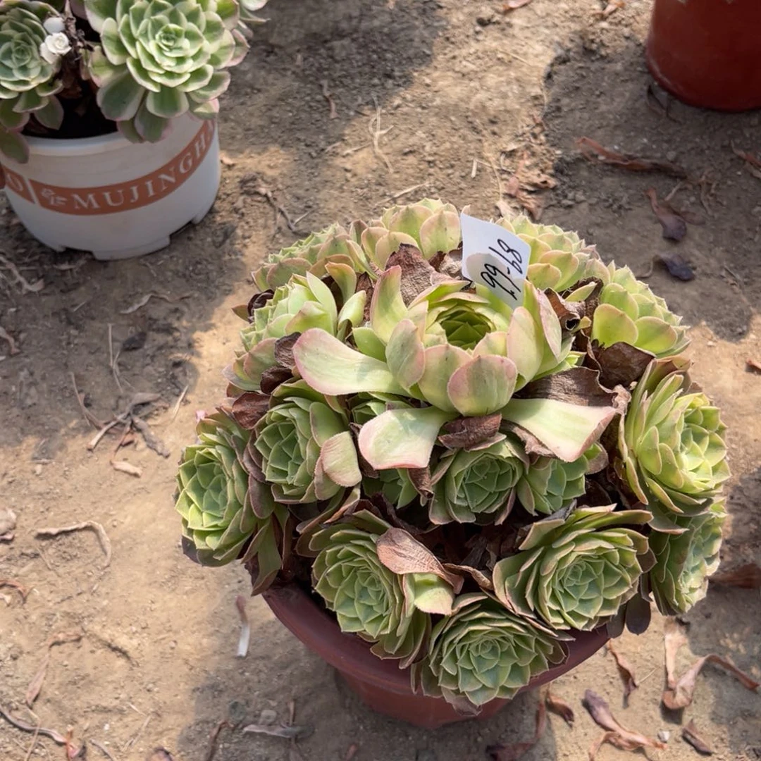 9.9-68雨荷手捧多肉