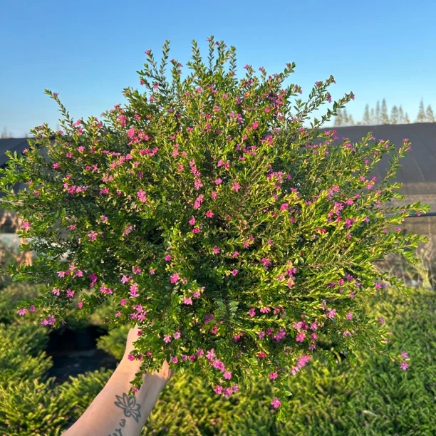 二加仑满天星带花苞四季开花好养好活室外室内阳台庭院耐热耐寒