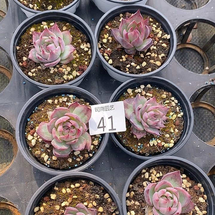 41 多肉植物盆栽花卉植物