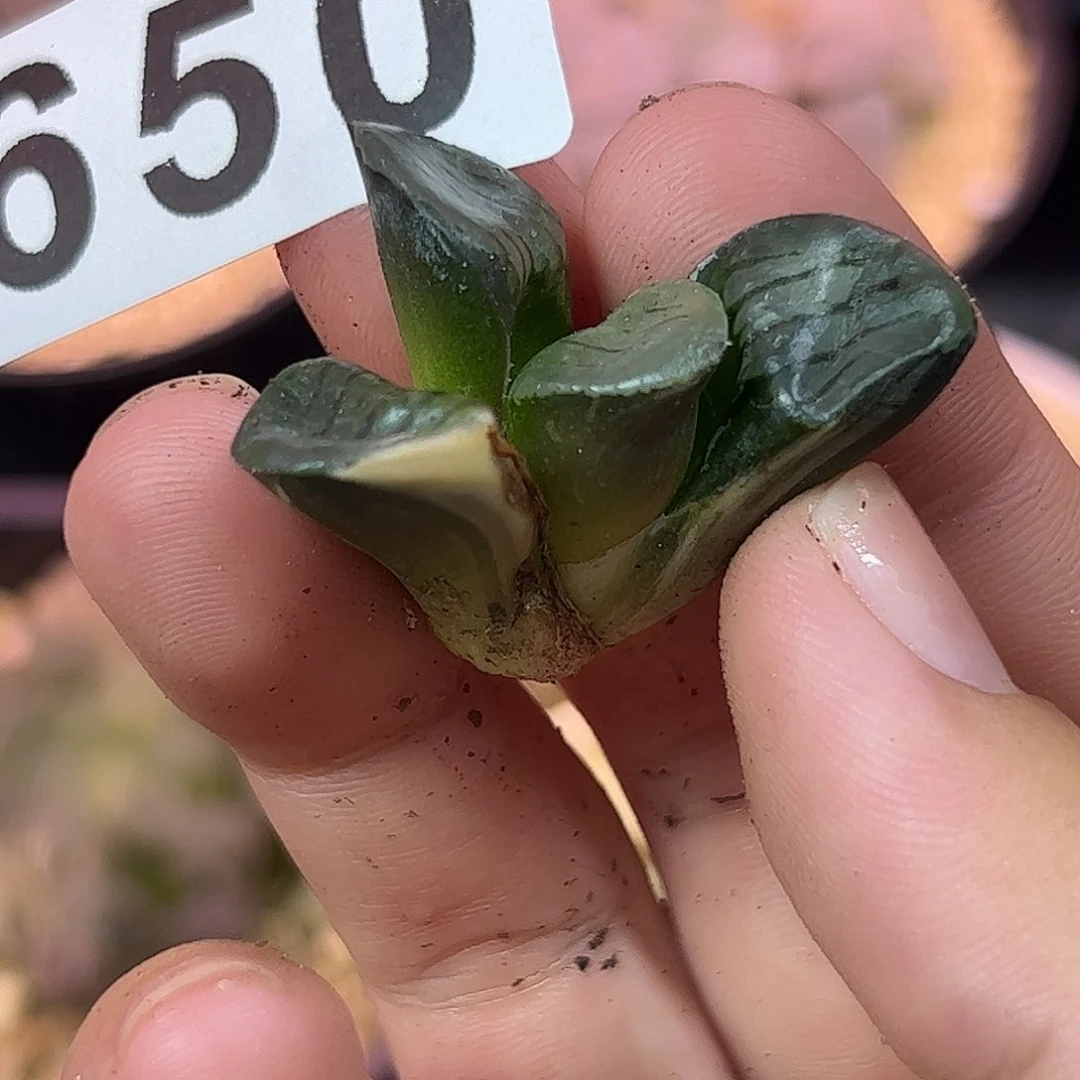 650红红火火恍恍惚惚