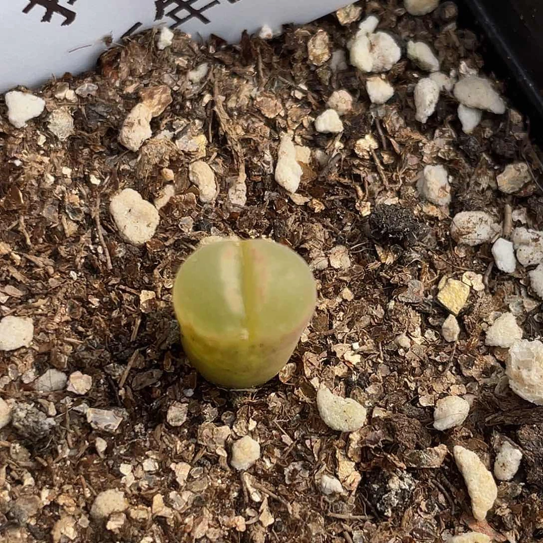 14-49粉女多肉植物肉锥