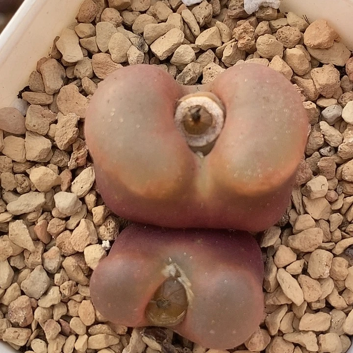 19534吕氏双头母本