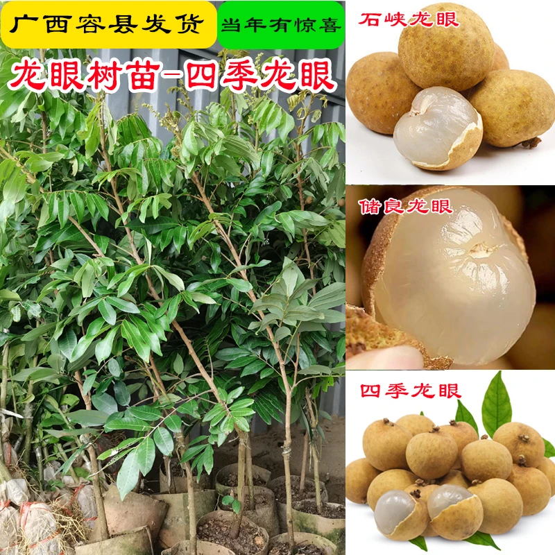 正宗龙眼树苗桂圆四季石峡储良龙眼水果树苗嫁接苗带土南方种植