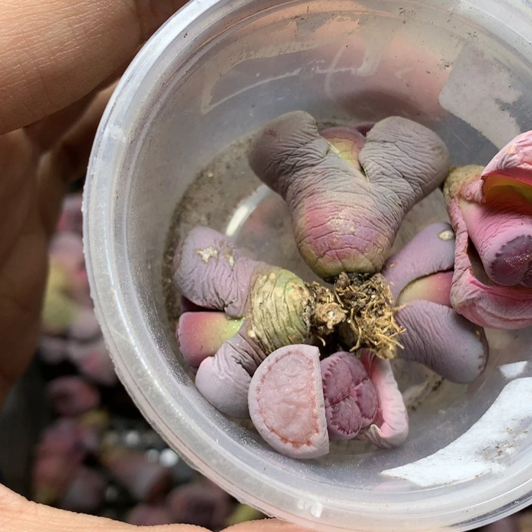 可***包G348多肉植物保护