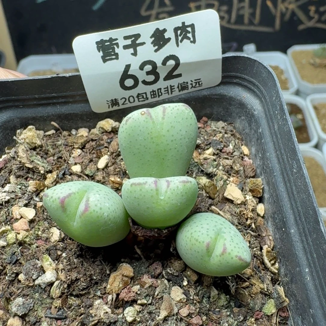 带盆土