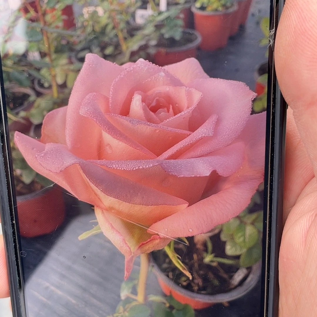 无花朵——普洱奇内拉 福利款