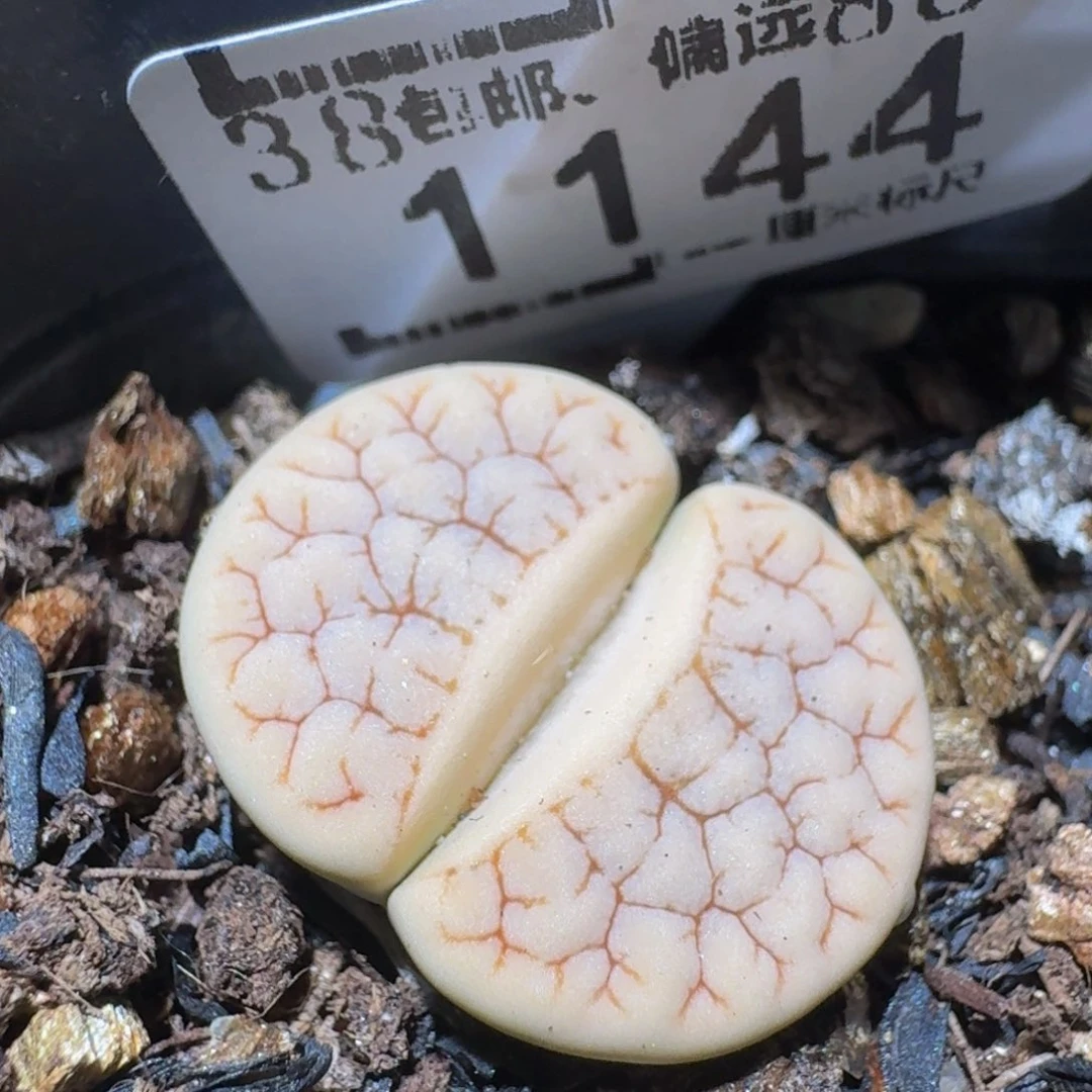 zzzz精品生石花1144